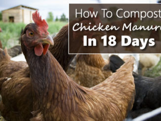 How To Compost Chicken Manure In 18 Days