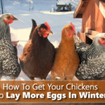 How To Get Your Chickens To Lay More Eggs In Winter