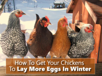 How To Get Your Chickens To Lay More Eggs In Winter
