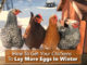 How To Get Your Chickens To Lay More Eggs In Winter