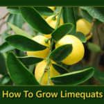 How To Grow Limequats