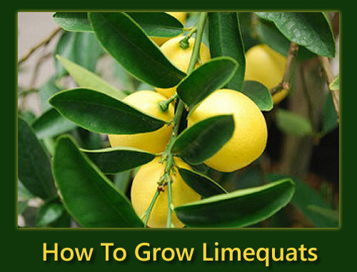 How To Grow Limequats