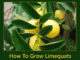 How To Grow Limequats
