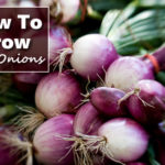 How To Grow Red Onions