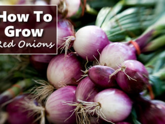 How To Grow Red Onions