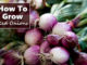 How To Grow Red Onions