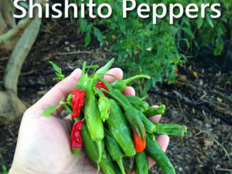 How To Grow Shishito Peppers