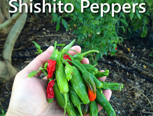 How To Grow Shishito Peppers