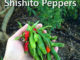 How To Grow Shishito Peppers