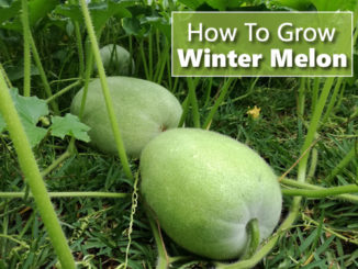 How To Grow Winter Melon