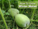 How To Grow Winter Melon