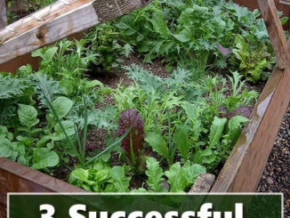 Cold Frame Gardening Tips