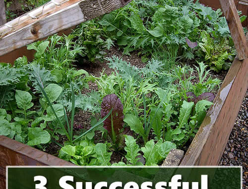Cold Frame Gardening Tips