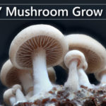 DIY Mushroom Grow Kits