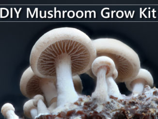 DIY Mushroom Grow Kits