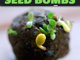 How To Make Seed Bombs