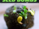 How To Make Seed Bombs