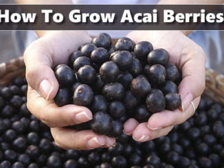 How To Grow Acai Berries