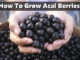 How To Grow Acai Berries