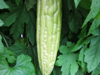 How To Grow Bitter Melons