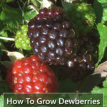 How To Grow Dewberries