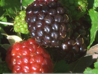 How To Grow Dewberries