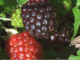 How To Grow Dewberries