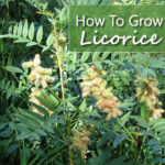 How To Grow Licorice