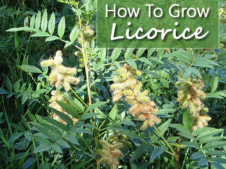 How To Grow Licorice