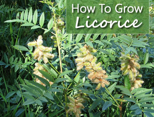 How To Grow Licorice