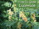 How To Grow Licorice