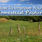 How To Improve Your Homestead Pasture