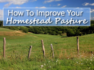 How To Improve Your Homestead Pasture