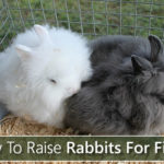How To Raise Rabbits For Fiber