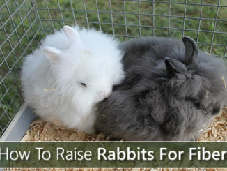 How To Raise Rabbits For Fiber