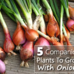 5 Companion Plants To Grow With Onions
