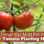 5 Things You Must Put In Your Tomato Planting Hole