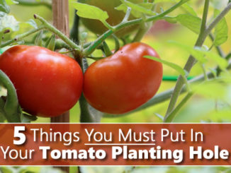 5 Things You Must Put In Your Tomato Planting Hole