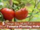 5 Things You Must Put In Your Tomato Planting Hole
