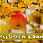 6 Apple Growing Tips