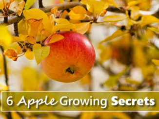 6 Apple Growing Tips