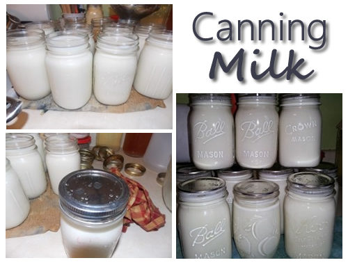 Canning Milk