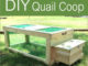 DIY Quail Coop Plans