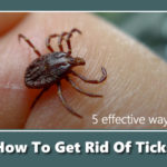 How To Get Rid Of Ticks