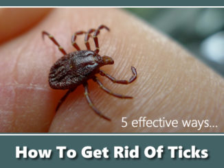 How To Get Rid Of Ticks