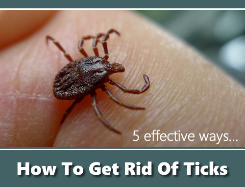 How To Get Rid Of Ticks