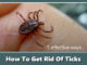 How To Get Rid Of Ticks