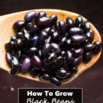 How To Grow Black Beans