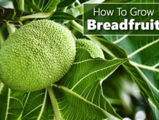 How To Grow Breadfruit