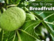 How To Grow Breadfruit